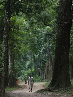 фото отеля Maruni Sanctuary Lodge Chitwan