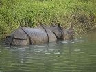 фото отеля Maruni Sanctuary Lodge Chitwan