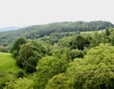 фото отеля Gasthof Zum Grünen Baum
