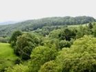 фото отеля Gasthof Zum Grünen Baum