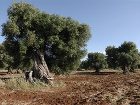 фото отеля La Terrazza del Quadrifoglio