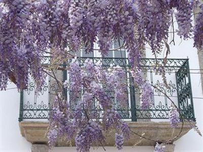 фото отеля Quinta da Casa Grande de Pinheiro