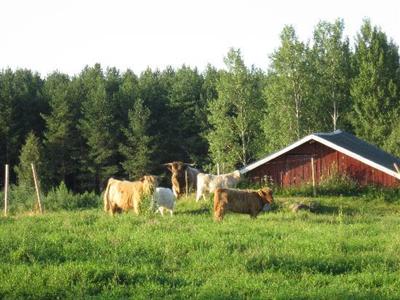 фото отеля Lomamokkila