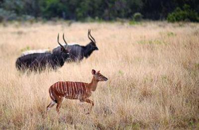 фото отеля Bushlands Game Lodge