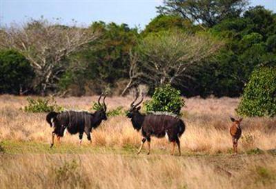 фото отеля Bushlands Game Lodge