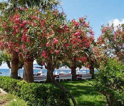 фото отеля Yilmaz Hotel Ortakent