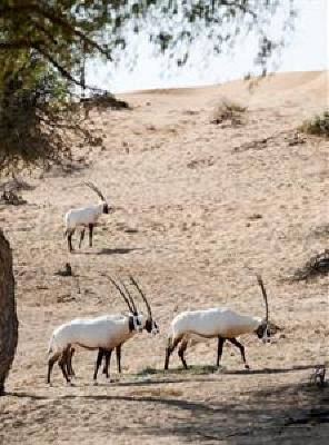 фото отеля Banyan Tree Al Wadi