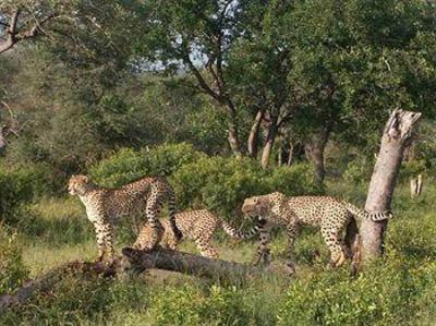 фото отеля Shumbalala Game Lodge Hoedspruit