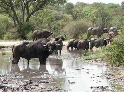 фото отеля Shumbalala Game Lodge Hoedspruit