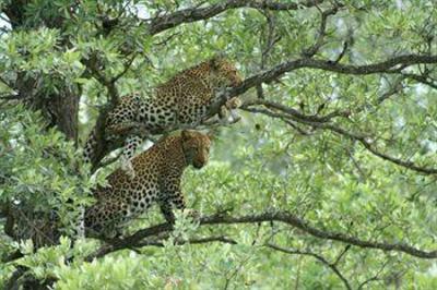 фото отеля Shumbalala Game Lodge Hoedspruit