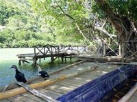 Mangrove Resort