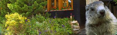фото отеля Marmotte Hotel Saas-Fee
