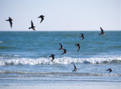 фото отеля Wild Dunes Resort Isle of Palms