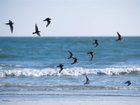 фото отеля Wild Dunes Resort Isle of Palms