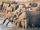 фото отеля White Elephant Safari Lodge Pongola