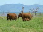 фото отеля White Elephant Safari Lodge Pongola