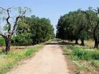 фото отеля Masseria Terra Dei Padri Hotel Lecce