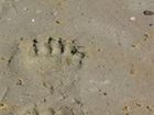 фото отеля Glacier Bay's Bear Track Inn