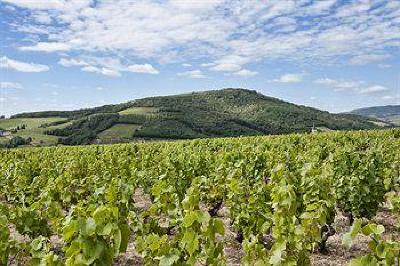 фото отеля Hotel Des Vignes Julienas