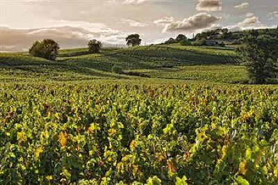 фото отеля Hotel Des Vignes Julienas