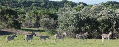 фото отеля Oceana Beach and Wildlife Reserve