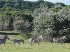 фото отеля Oceana Beach and Wildlife Reserve