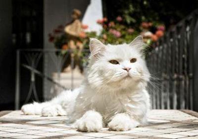 фото отеля Gatto Bianco