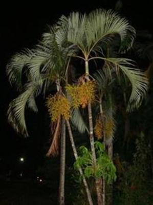 фото отеля Palms at Trinity Holiday Apartments Cairns