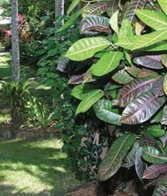 фото отеля Palms at Trinity Holiday Apartments Cairns