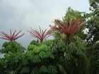 фото отеля Palms at Trinity Holiday Apartments Cairns