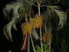 фото отеля Palms at Trinity Holiday Apartments Cairns