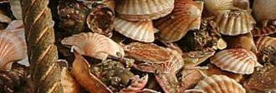 фото отеля Tidelines of Bicheno