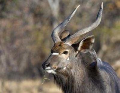 фото отеля Thaba Khaya Lodge