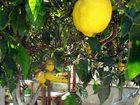 фото отеля B&B Pompei Il Fauno