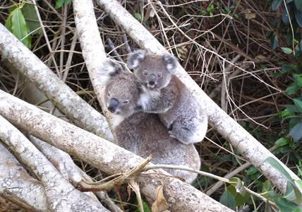фото отеля Koala Tree Motel