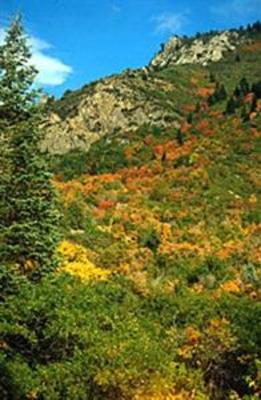 фото отеля Best Western Cottontree Inn Provo