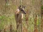 фото отеля Pousada Fazendinha da Canastra