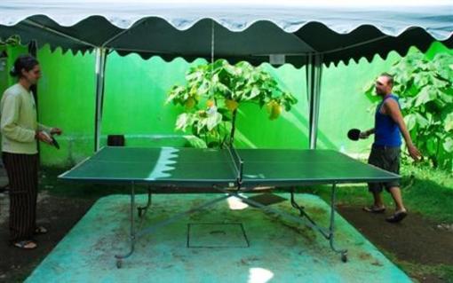 фото отеля Iguana Hostel