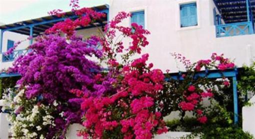 фото отеля Milos Rooms