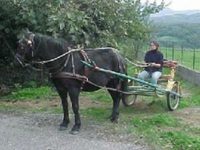 Haras Picard du Sant