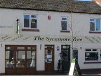Sycamore Tree
