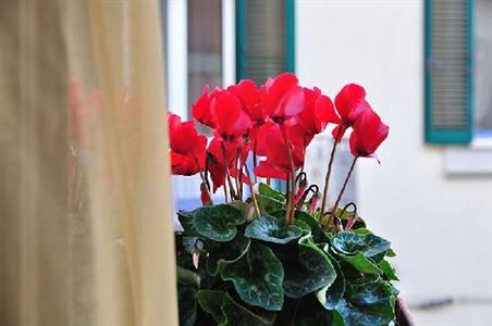 фото отеля Donna Eleonora Bed & Breakfast