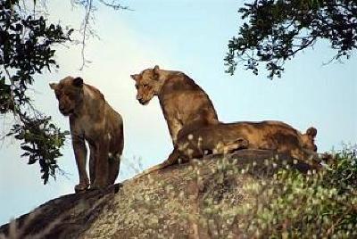 фото отеля Nkambeni Tented Lodge Hazyview