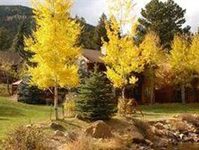 Aspen Winds On Fall River