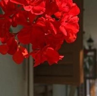 фото отеля Diófa Panzió