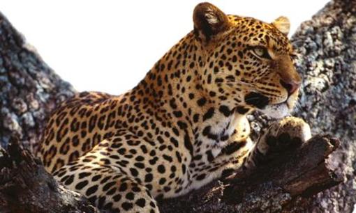 фото отеля Zwahili Game Lodge