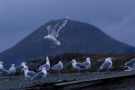 фото отеля Rica Hotel Hammerfest