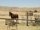 фото отеля Desert Olive Farm