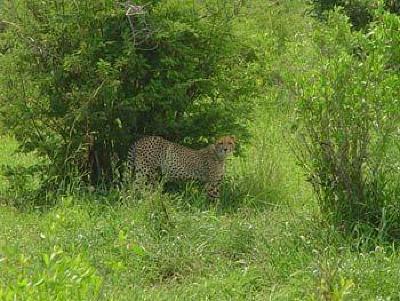 фото отеля Bushwise Safaris