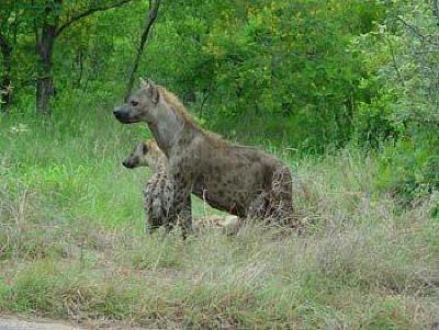 фото отеля Bushwise Safaris
